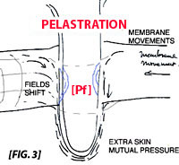 the mechanism of pelastration or membrane penetration, leading to dimensions.